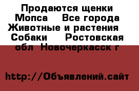 Продаются щенки Мопса. - Все города Животные и растения » Собаки   . Ростовская обл.,Новочеркасск г.